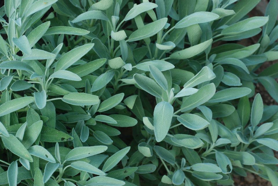 Sage in Glover Park Community Gardens